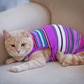 猫に『服』って必要なの？2つの良い点・悪い点や着させるときの注意点も解説