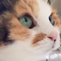 子猫のような見た目の猫→『実際の年齢』を知ると…信じられない光景が8…