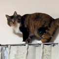 カーテンレールの上に乗っていた猫→『怒り顔』で見つめてみたら…『可…