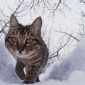 「ねこ歩き」の様々な作品とその魅力とは