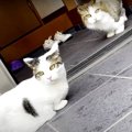 猫ちゃんの警戒を解く魔法のアイテム？！