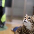 猫も『空気を読んでいる』と感じる瞬間3選　そう見える理由や察知能力…
