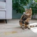 猫が『スプレー行為』をしてしまう理由3つ　困った行動への対処法も解説