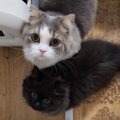 ママがお風呂に入ろうとしたら、2匹の猫が駆け寄ってきて…可愛すぎる『全…