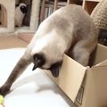 テンションMAXで遊んでいた猫ちゃん、まさかの？！