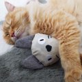 猫はどんなおもちゃだと喜ぶ？4つのタイプと遊び方