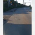 車の運転中、突然『目の前に飛び出してきた子猫』→慌てて停めると、ま…