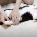 無防備すぎる姿でくつろいでいた猫→息子が『足』をそーっと伸ばしてみたら…