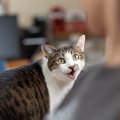 猫に質問された！？愛猫が『にゃ～？』とギモンっぽく語尾をあげて鳴…