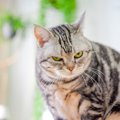 恨むぞよ…愛猫の『恨みを買ってしまう』飼い主のタブー行為4つ　猫は嫌な…