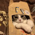 【小さすぎ！】猫がピタピタな箱を好む理由３つ