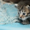 猫が『誤飲・誤食』しやすいものTOP5　それぞれで異なる対策とは