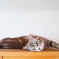 猫と『遊ばないことで起きるトラブル』3つ　信頼を失ってしまうかも？遊び…