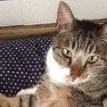 『多頭飼育崩壊』の家から保護センターに来た猫。殺処分を逃れ我が家へ