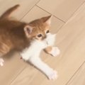 子猫と『猫じゃらし』を使用して遊んでいたら…まさかの光景に爆笑する…