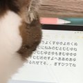 猫が真剣にタブレットを見ていると思ったら…暗号文を打ち込む『まさかの姿…