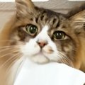 紙袋を引きずって歩く『ドジっ子な猫』→過去には、トンネルにハマって…