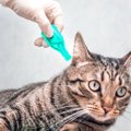 人にもうつってしまう猫の皮膚病『疥癬』ってなに？　主な原因から感染対…