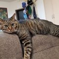 猫に『救われたこと』ランキングTOP5！飼い主が"助けてもらった&…