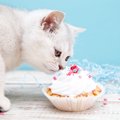 猫が興味を持つ『意外なモノ』4つ！魅了する条件って何？