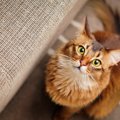 『一緒に遊びたい猫』がみせる5つのお誘い行動