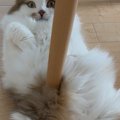 椅子の下でくつろいでいた猫の『お腹』を見たら……『目を疑う光景』に…
