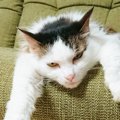 人間と猫は通じ合える…元動物看護師が綴る猫との暮らし