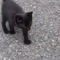 一生懸命あとをついて来た『ひとりぼっちの小さな黒猫』→家族になってから…
