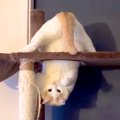 キャットタワーの一番上で『逆さまになっていた猫』→目の前に『紐』が現れ…