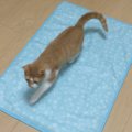 ひんやりマットに猫ちゃん大興奮♪姉弟それぞれ違った反応