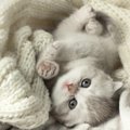 猫が丸くなって寝るのはなぜ？5つの理由