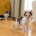 生後1ヶ月ほどの『3匹の保護子猫』がやって来ると…微笑ましすぎる『元…