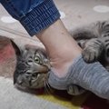 突然ガブリ！荒くれモードの猫ちゃん