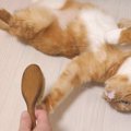 ブラシは徹底ガード！守りの堅い猫ちゃん