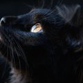 撮影が難しい『黒猫』を上手に撮るコツ5選　かわいい顔や美しい毛並み…ど…