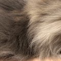 シャンプーをしようとお風呂場に連れて行ったら…猫が見せた『まさかの行動…