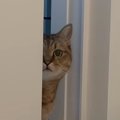 体調不良で寝込んでいたら、猫が近くにやってきて…思わず笑顔になる光景に…