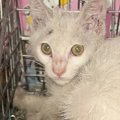 ボロボロの子猫と出会って、葛藤の末に……涙を誘う『感動のエピソード』に…