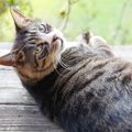 呼んだら来てほしい！猫を呼ぶ5つの方法