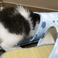 家に来てすぐに探検を始めた保護子猫→２時間後に見せた『まさかの光景』に…