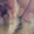 お迎えしたばかりの保護子猫→わずか1時間後、膝の上で見せた『まさかの様…