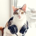 猫が『不快に感じる音』5選