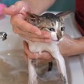 保護子猫の『汚れを落としてみた』結果…変化した様子が可愛すぎると65…