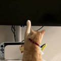 猫が『テレビ大好き』になった結果…人間の子どものような『まさかの光景』…