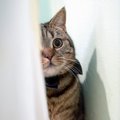 猫の心を傷付ける『飼い主の暴言・態度』4選　強いストレスを与える危険性…