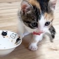 ご飯を食べ終えた『甘えん坊の保護子猫』→次の瞬間……尊すぎる『ルーティン…