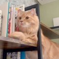 猫が「本棚の隙間」を通ろうとした結果…まさかの『お尻』で起きた悲劇…