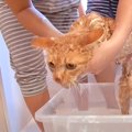 『激臭が漂う捨てられた猫』をシャンプーした結果…あらわになった『衝…