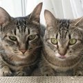 思いがけず兄妹で迎えた猫……後から知った“不思議なご縁”とは？