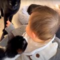“人間の赤ちゃん”が保護猫施設で大量の猫に囲まれた結果…まさかの『猫たち…